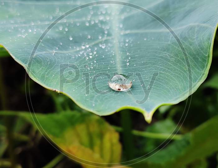 Last Drop Water On The Leaf