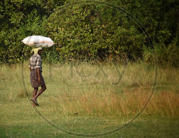 Indian Farmer Holding The Packed Rice On The Head And Moving In The Agriculture Fields,India.
