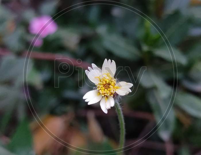 Bhringraj flower . Tridax procumbens. Clicked by Devesh Trivedi
