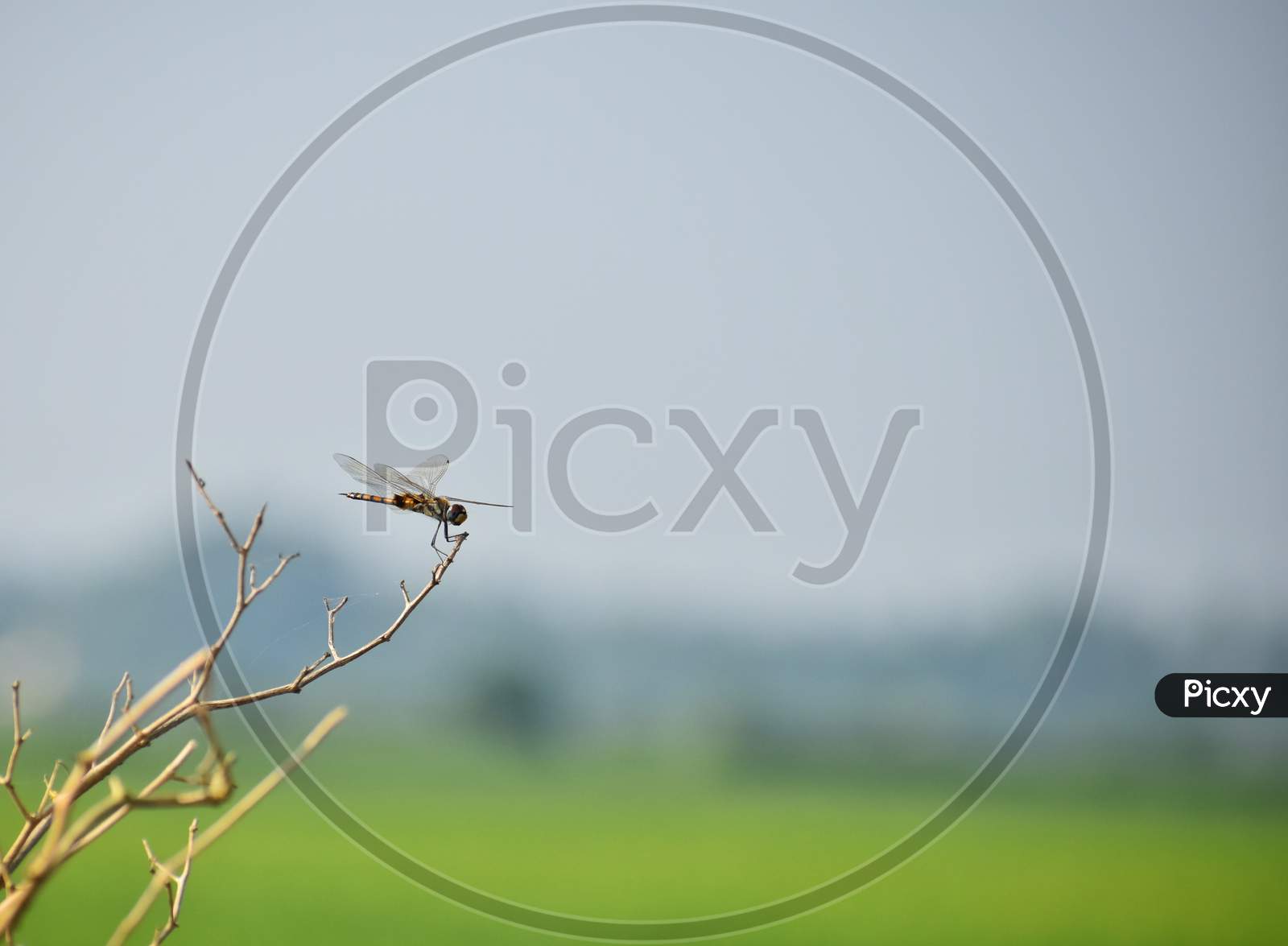 Dragonfly In The Nature With Blue Sky As Background Near Paddy Fields. Dragonfly In The Nature Habitat. Beautiful Vintage Nature Scene With Dragonfly Outdoor