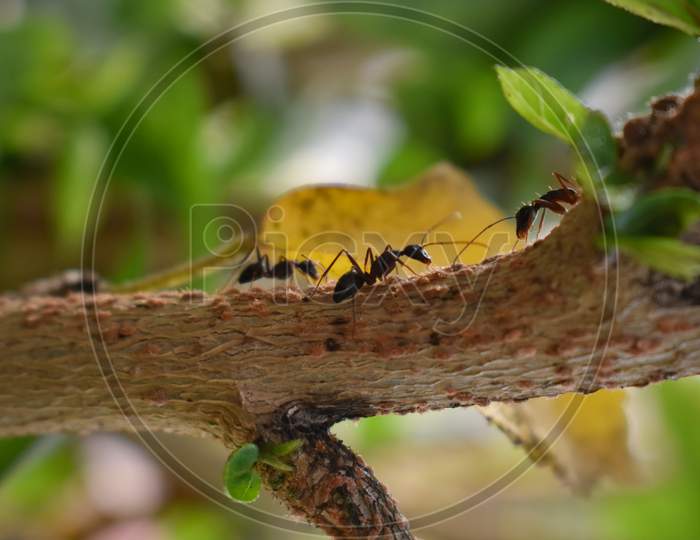 Black Ants Are Looking For Food On Green Branches. Work Ants Are Walking On The Branches To Protect The Nest In The Forest