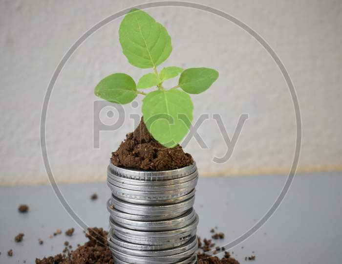 Financial Planning, Money Growth Concept. Coins With Young Plant On Table With Backdrop Blurred Of Nature
