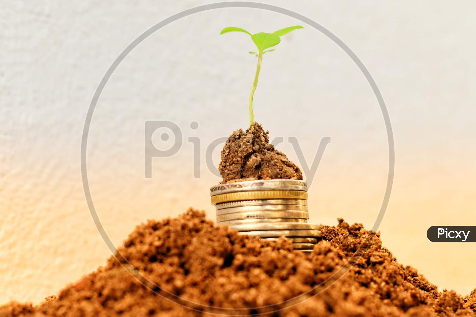 Financial Planning, Money Growth Concept. Coins With Young Plant On Table With Backdrop Blurred Of Nature