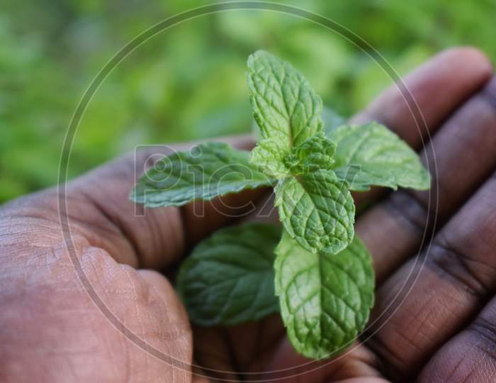 Hand Holding Young Plant On Blur Green Nature Background And Sunslight. Concept Eco Earth Day
