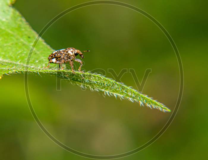 Weevil at leaf edge