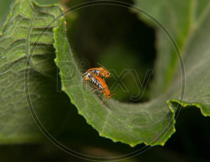 Leaf beetles mating at leaf edge