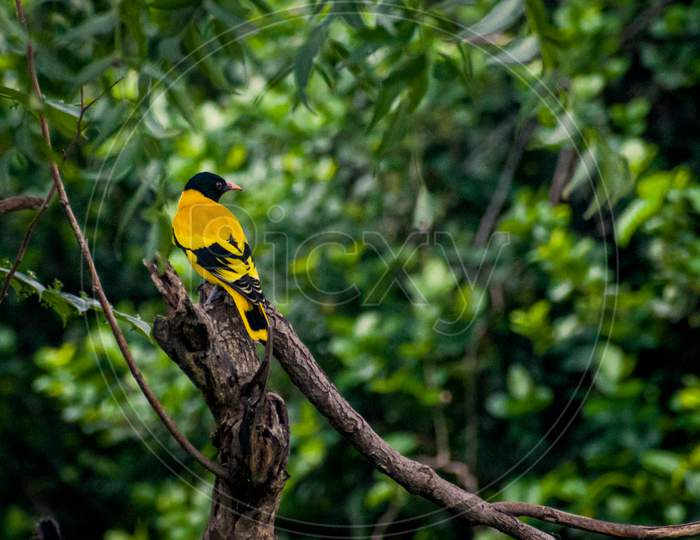 Black headed oriole in Natural environment