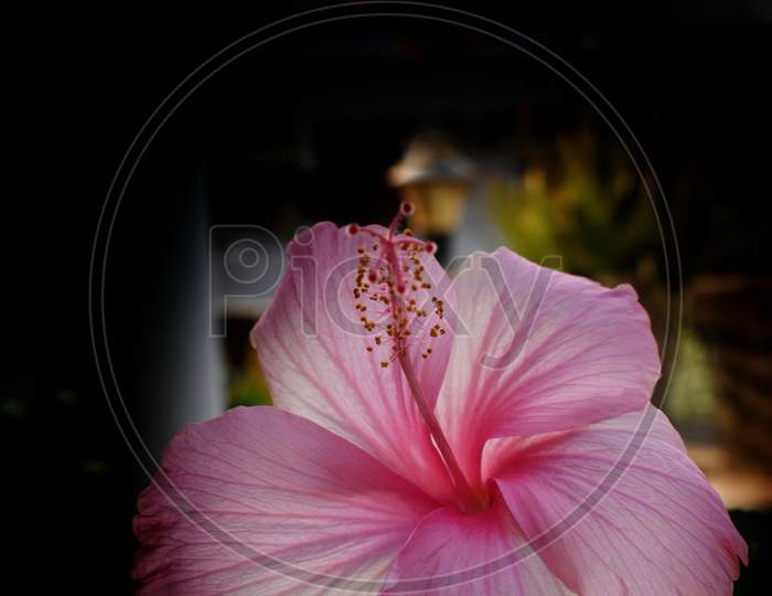 Closeup Of Pink Hibiscus Flower On Green Leaves Background
