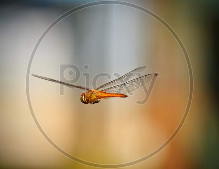 A Picture Of Beautiful Dragonfly