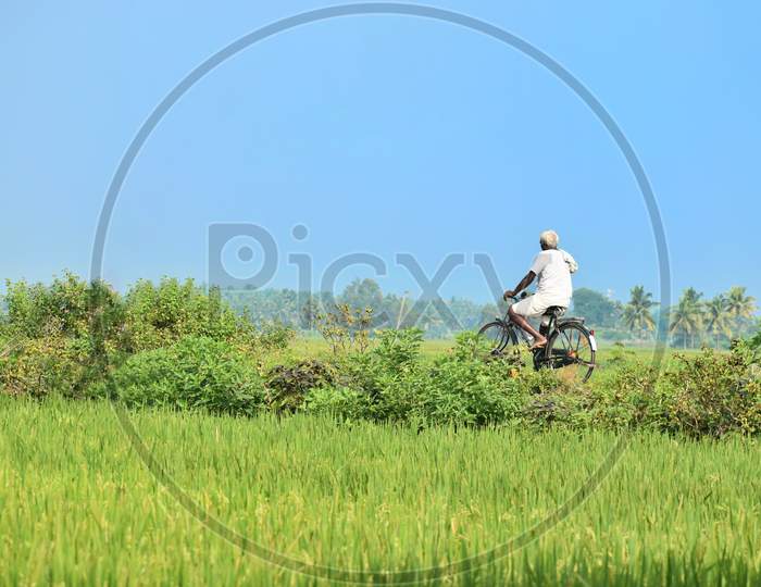 A Farmer Returns After Working In His Mustard Field, During Country-Wide Strike By Farmers
