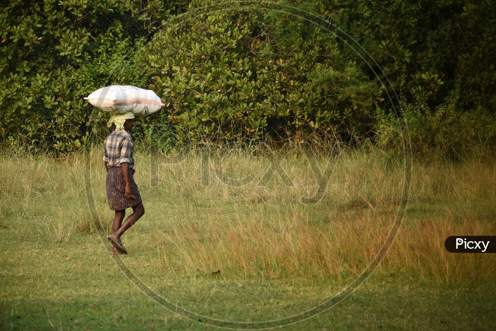 Indian Farmer Holding The Packed Rice On The Head And Moving In The Agriculture Fields,India.