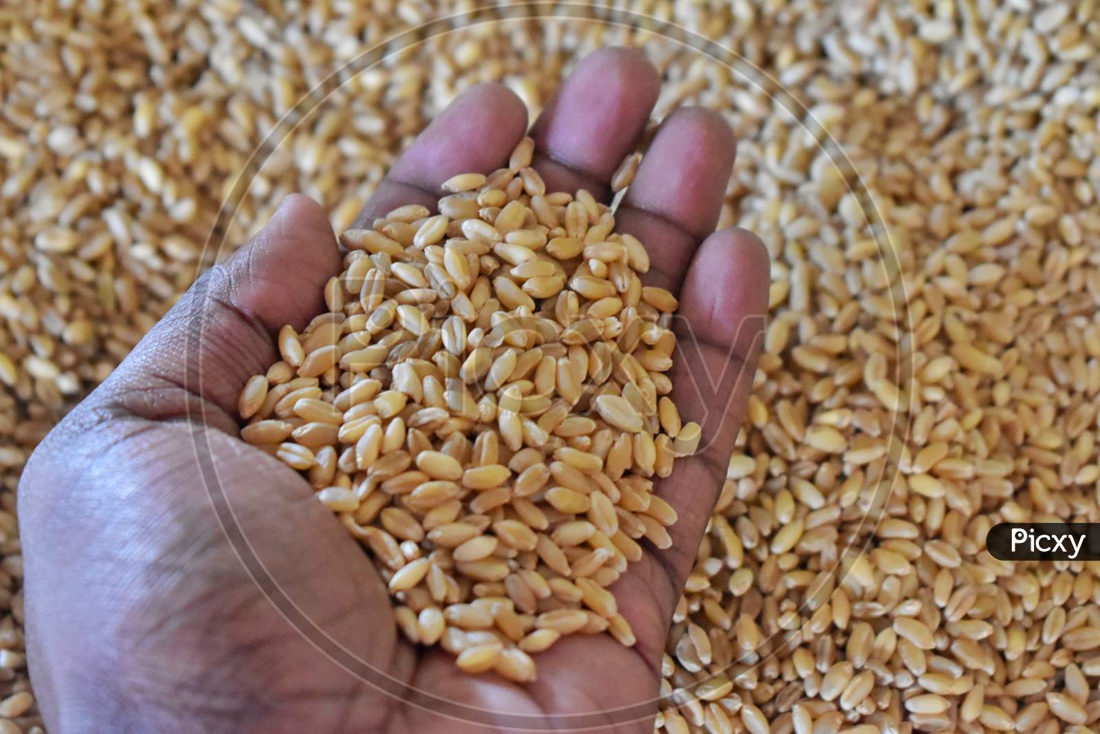 The Hands Of A Farmer Close-Up Holding A Handful Of Wheat Grains In A Wheat Field.