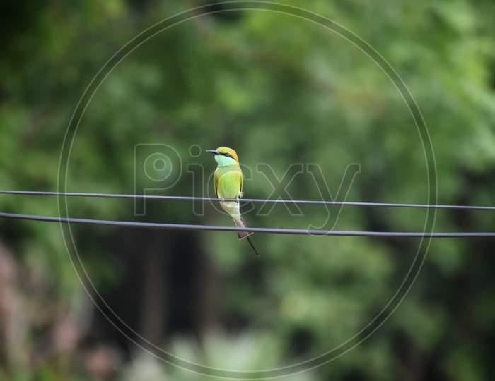 A small green bird sitting on the current wire, india.