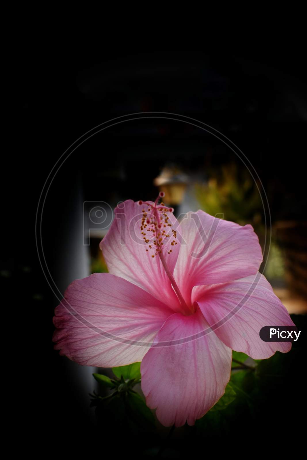Closeup Of Pink Hibiscus Flower On Green Leaves Background