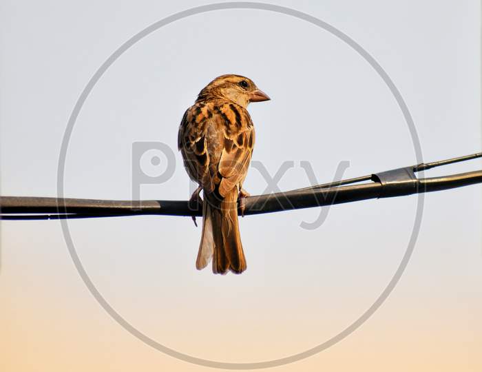 Sparrow Bird Sitting On Wire. The Lone Sparrow Sits On A Wire In The White Sky With Sunlight Nature And Looks At The Space.