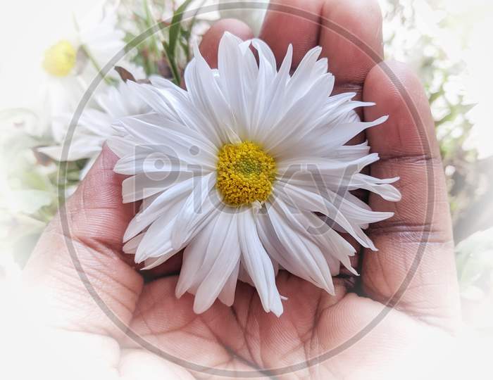 A White Chamomile Flower Holding With A Hand Is Blooming In Meadow In Spring And Summer One White Daisy Flower Isolated On A Background. Thin Stalk Side View