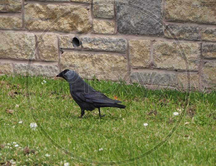Black Crow Bird Animal
