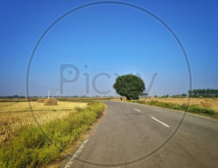 Rural Landscape With Trees And Country Road In India. Photo Was Taken On A Beautiful Sunny Day With And Clear Blue Sky.