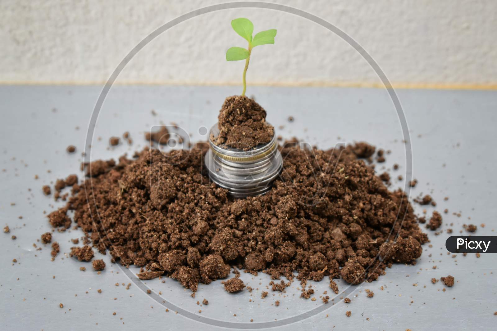 Growing Money - Plant On Coins - Finance And Investment Concept, India.