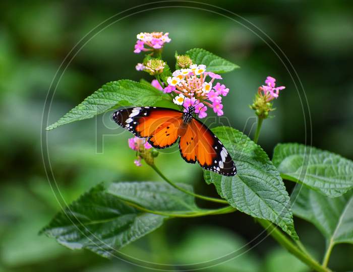 Beautiful Orange Yellow Butterfly In Flight And Branch Of Flowering Apricot Tree In Spring At Sunrise On Light Green And Violet Background Macro. Elegant Artistic Image Nature. Banner Format, Copy Space.