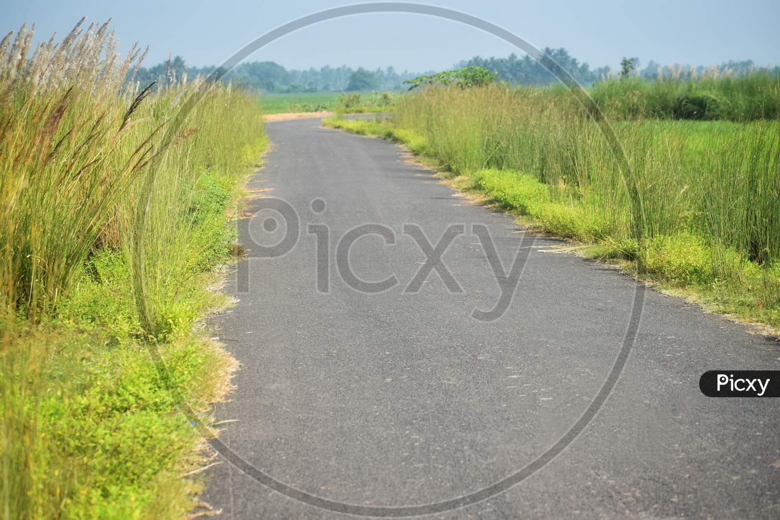 Asphalt Road Among The Summer Field Under Blue Cloudy Sky. Beautiful Countryside Landscape