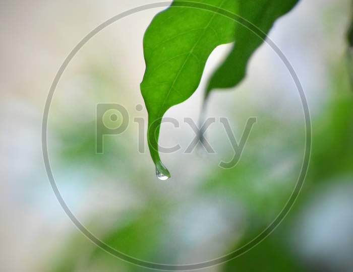 Close Up Of Water Drop On Green Leaf.