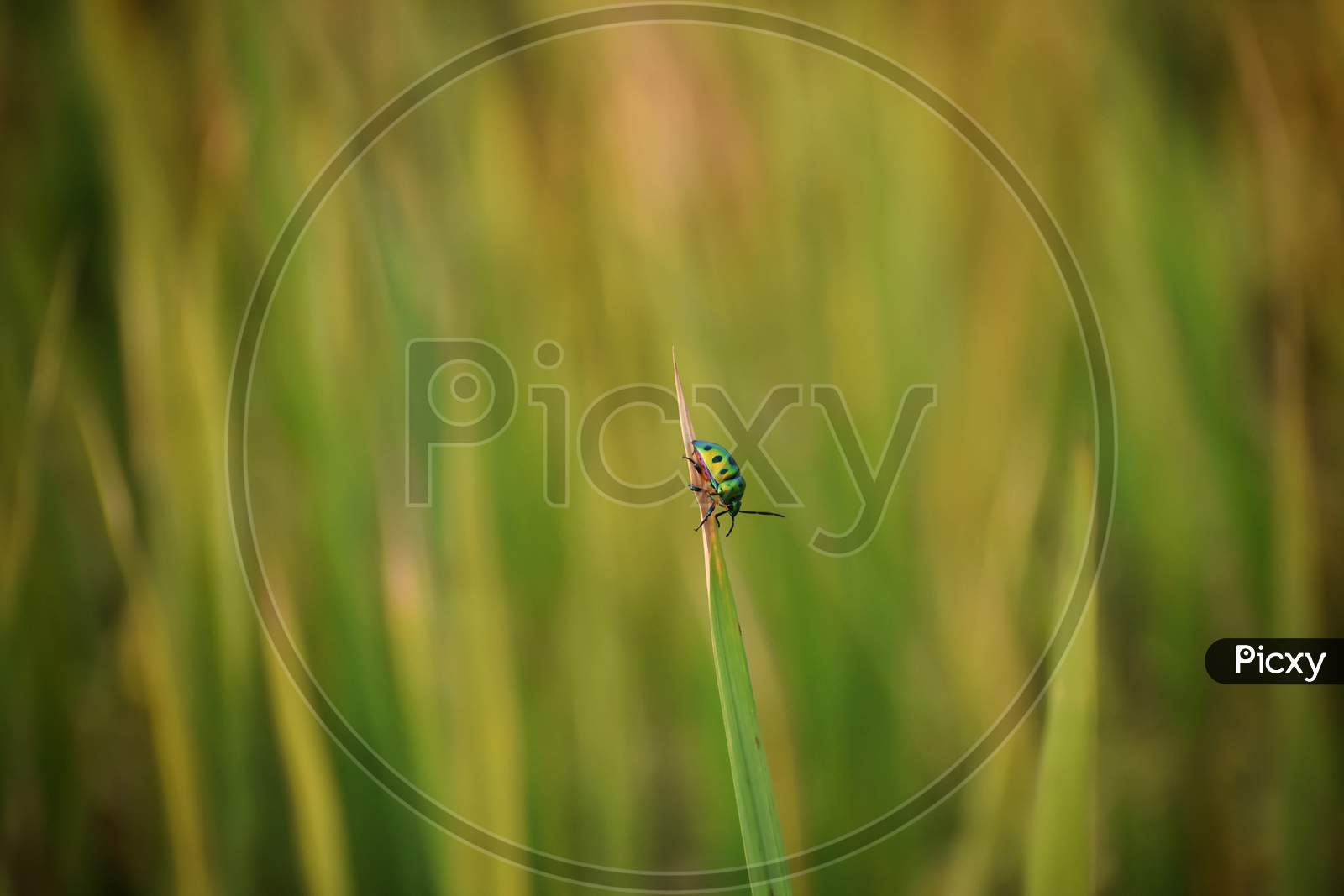 Beautiful Green And Black Striped Bug Hanging On Tall Grass