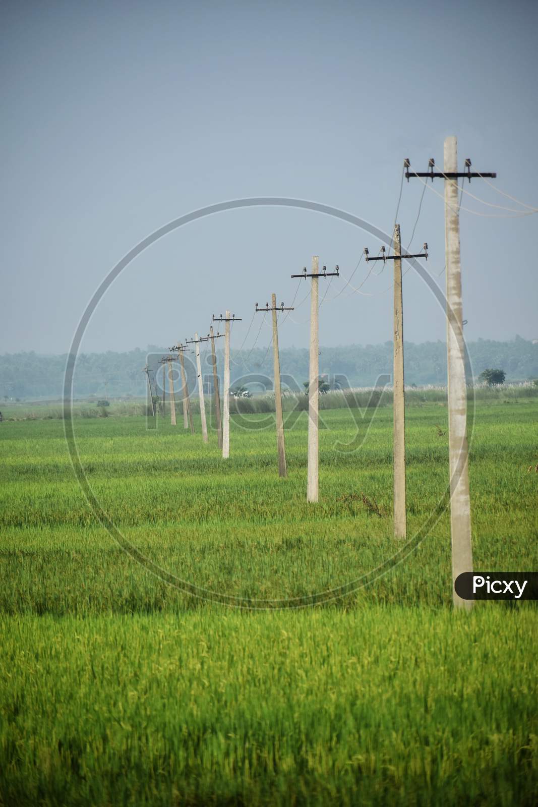 Paddy Field Or Rice Field In The Sunny Day Along With Electric Utility Pole And Street In Front Of Village