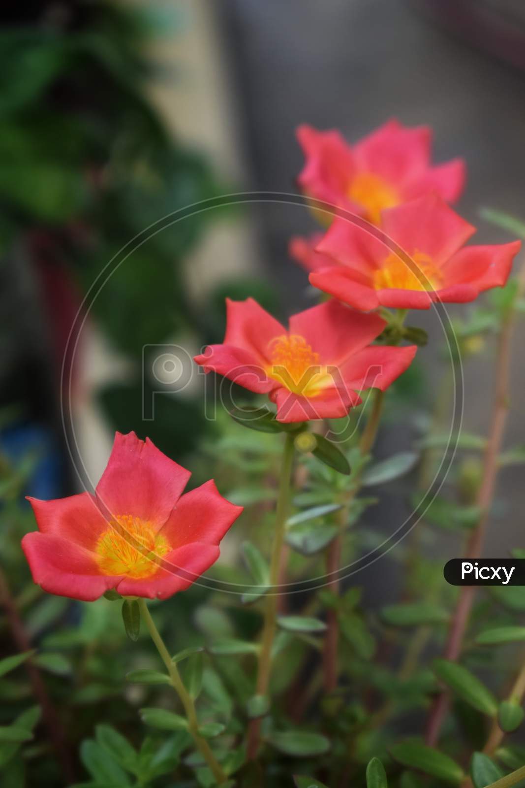 Salmon Color Portulaca Grandiflora Flower. Common Names This Flower: Eleven O'Clock, Mexican Rose,Grass Plant, Moss Rose, Sun Rose. Green Gray Background,India.