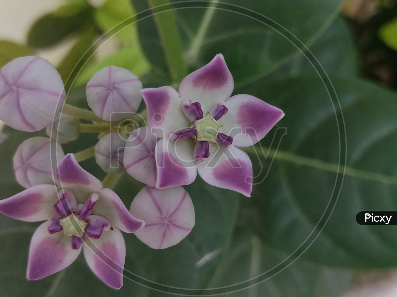 Asclepiadaceae, Purple milkweed