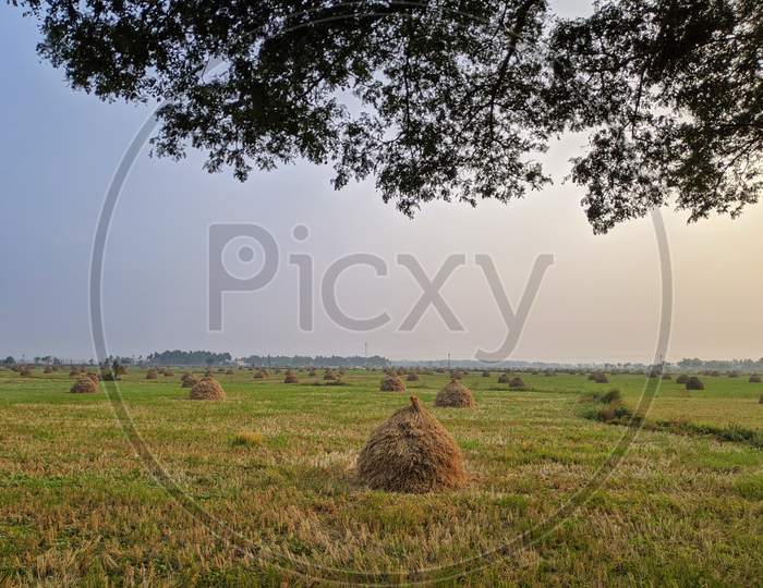 Golden High Yielding Rice Grains Ready To Harvest With Green Plants Blue Sky At An Indian Paddy Field, Copy Space For Text Paste