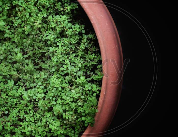 Grown Grass In A Pot On A Black Background, Topview, India.