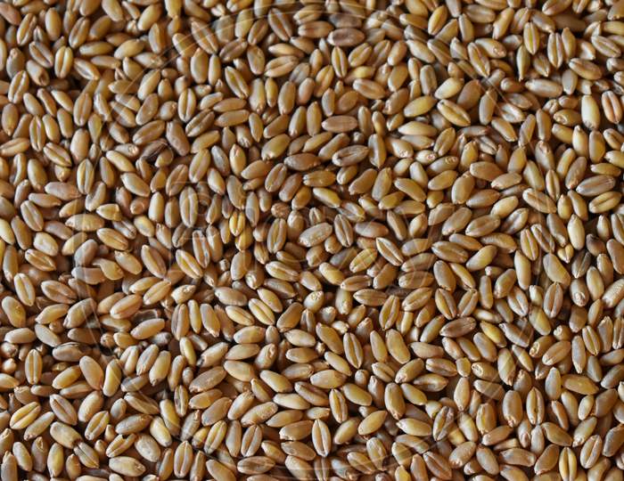 Grains Of Wheat In Closeup View Perfect Agriculture Texture Image
