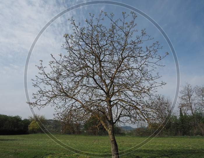 Nut Tree In A Meadow Over Blue Sky