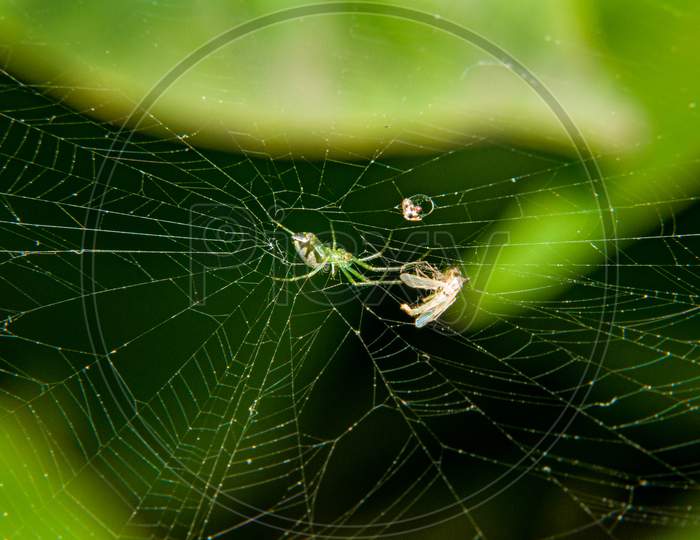 Spider in its web with kill