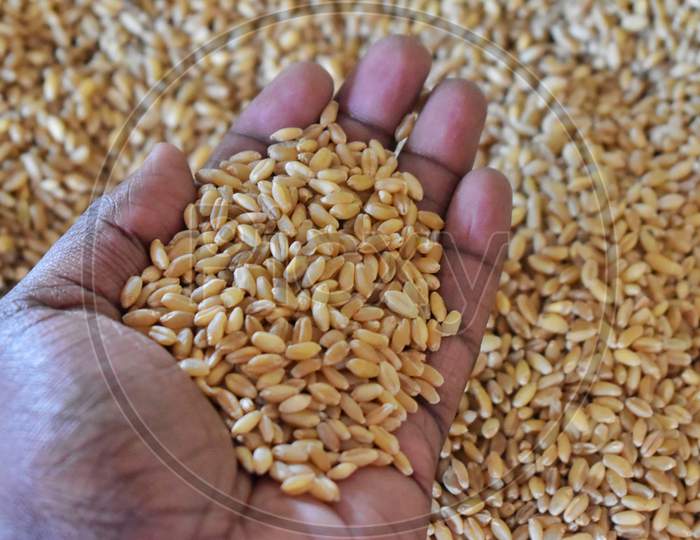 The Hands Of A Farmer Close-Up Holding A Handful Of Wheat Grains In A Wheat Field.