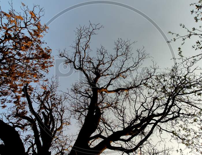 Wide angle shot of tree