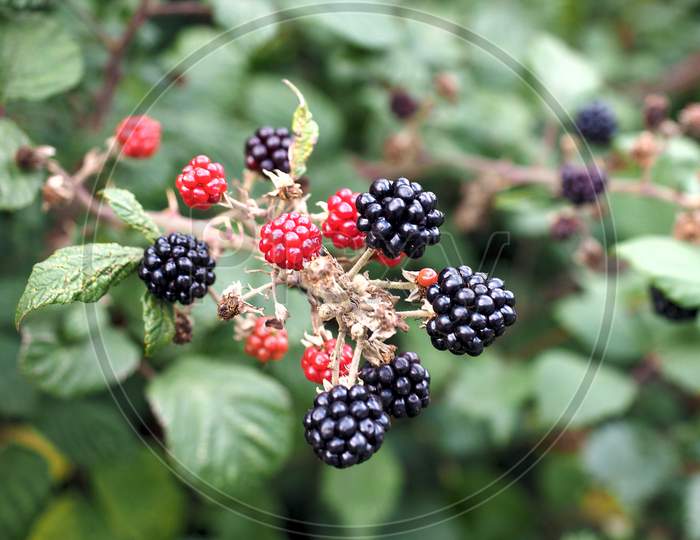 Blackberry Fruits Detail