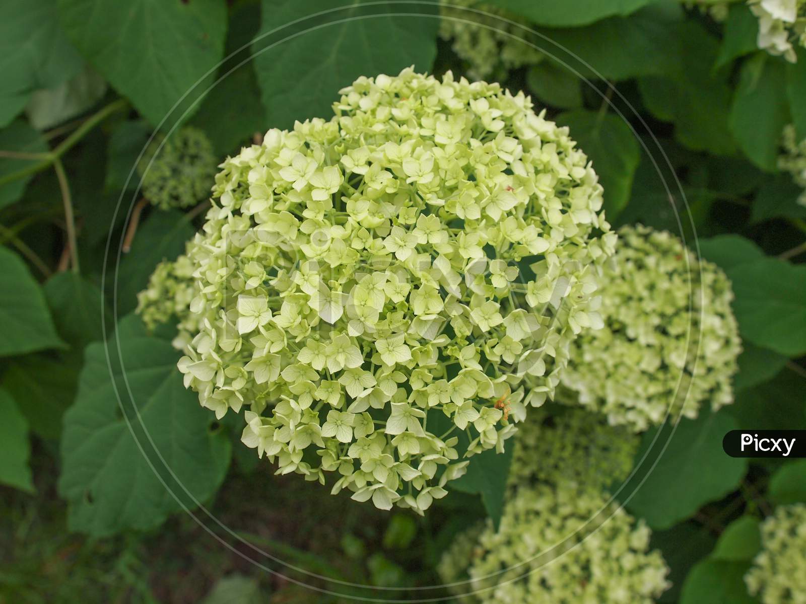 White Hortensia Flower
