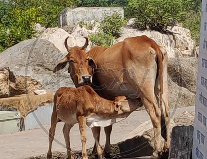 Indian Cow is feeding his child