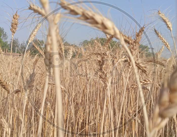 Wheat crop ripened