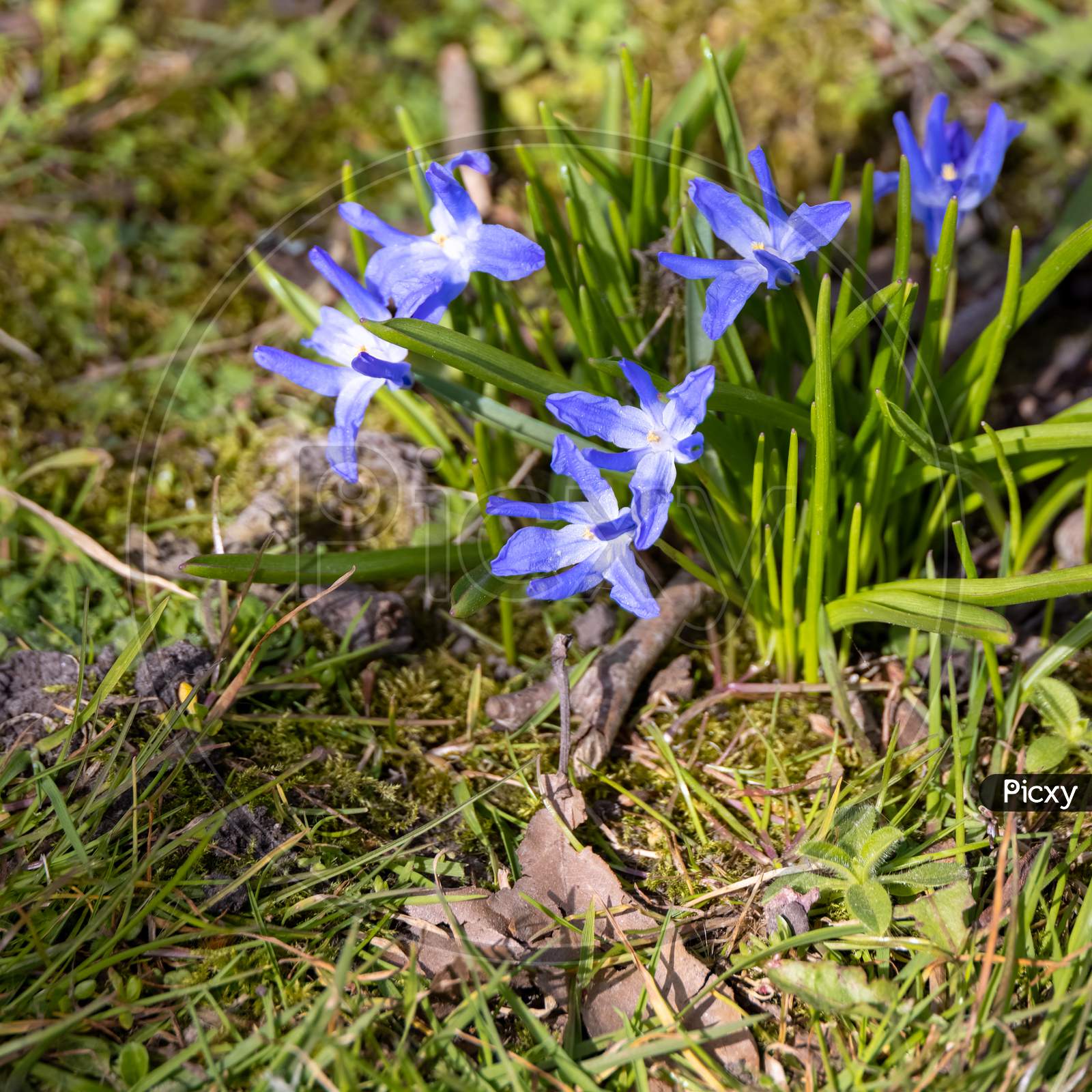 Glory-Of-The-Snow (Scilla Luciliae) Flowering In The Spring Sunshine