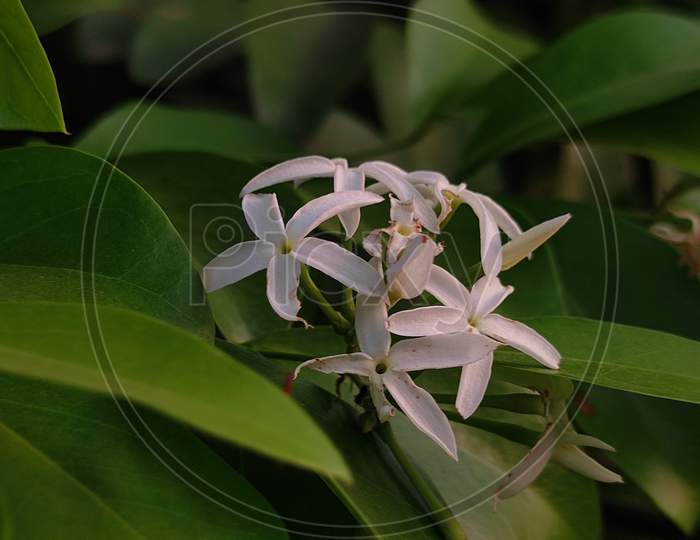 Bunch of white flower with green leafs