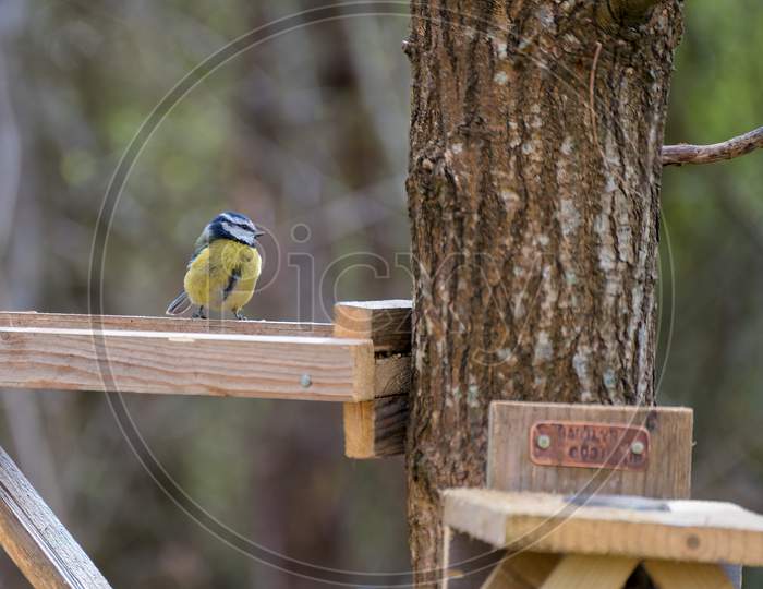 Blue Tit On A Wooden Table
