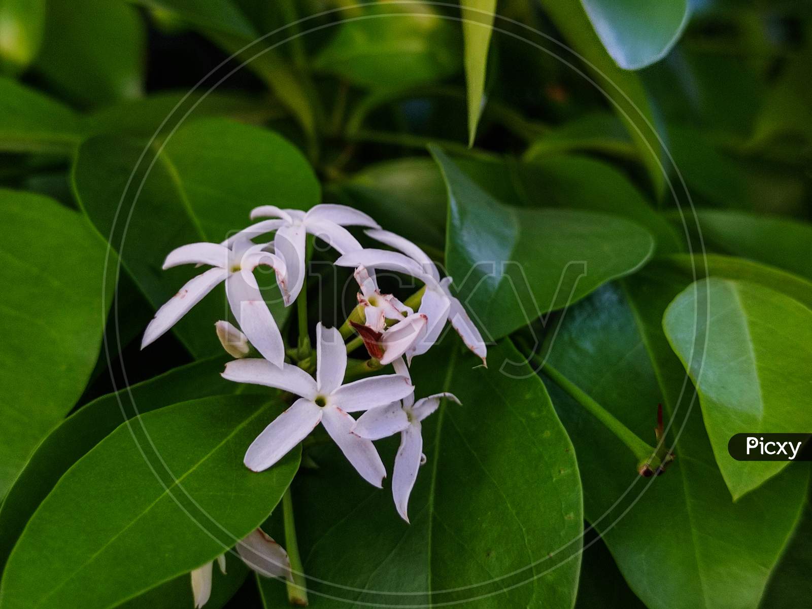 Bunch of white flower with green leafs