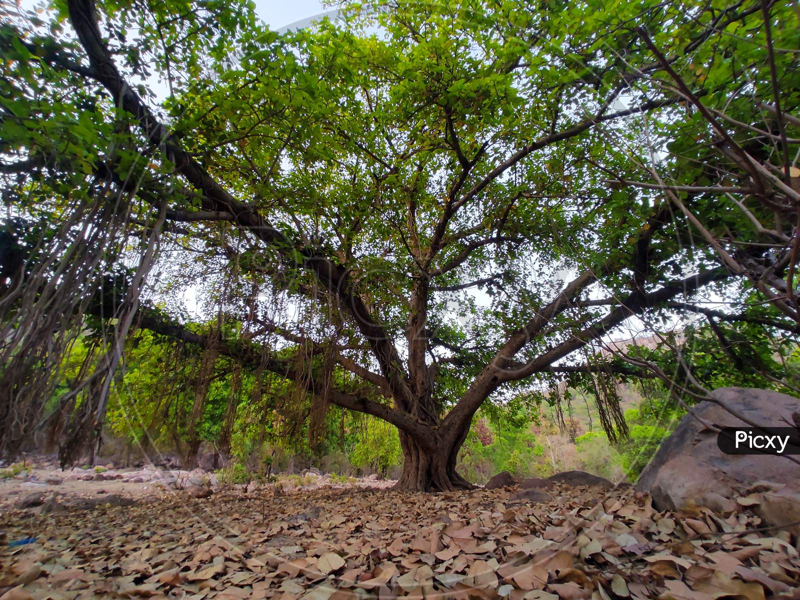 Banayan tree wide angle shot