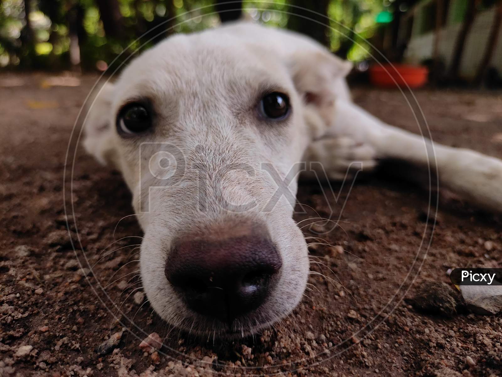 Eyes and nose of a white street dog