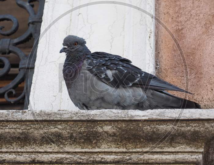 Pigeon Bird Animal