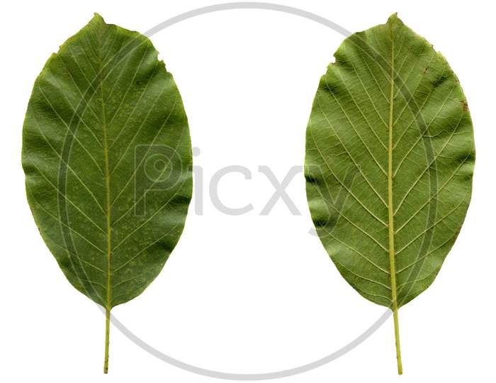 Walnut Leaf Isolated