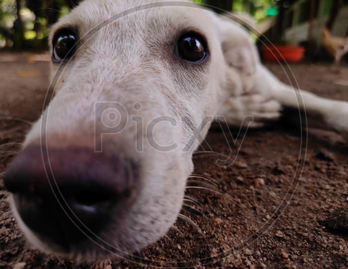 Beautiful eyes of white dog
